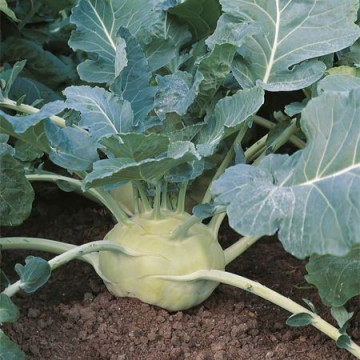 Kossak F1 - 1000 sem - Seminte de gulie ce produce tuberculi foarte mari cu pulpa fina fara urme de lemnificare de la Bejo
