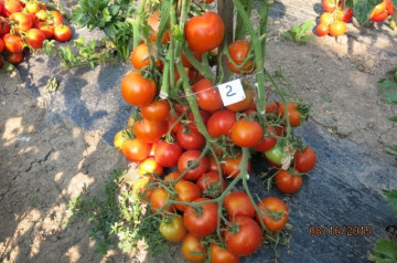 KRISTINICA – 5 gr – Soi ROMANESC de Rosii Determinate (CRISTINICA) de la SCDL Buzau