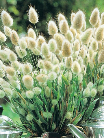 Lagurus Ovatus (450 seminte) flori iarba decorativa Coada Iepurelui Bonny Tail, Laktofol