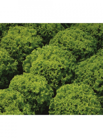 Larabel (5000 seminte) salata drajata tip batavia de vara, 400 - 600 gr, Bejo