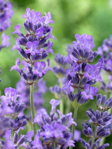 Lavandula angustifolia Munstead (ghiveci 1 L), lavanda talie mica, flori roz-violet