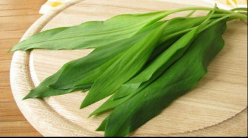 Leurda Medicinala (0.15 gr) de leurda, denumita si usturoi salbatic, cu gust si aroma de usturoi, Agrosem