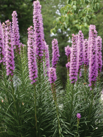 Liatris violet (0.2 gr) planta spic, flori mici, violet purpuriu, Agrosem