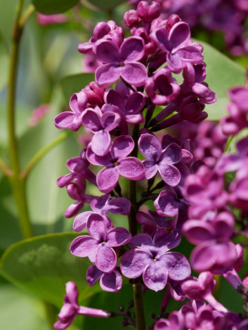 Liliac Andenken an Ludwig Spath, arbust ornamental cu flori grupate in buchete conice, mov închis, plăcut parfumat, Yurta