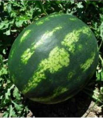 Livia F1 (1000 seminte) pepene verde miez foarte dulce culoare rosu aprins, Clause