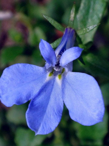 Lobelia pitica albastra, planta anuala, flori mici, (0.1 gr) Agrosem