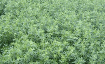 Lucerna romaneasca Roxana (25 kg), foliaj bogat, Agrosem