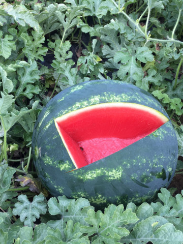 LusitanaF1 (100 seminte) pepene verde tip Crimson Sweet, Rijk Zwaan