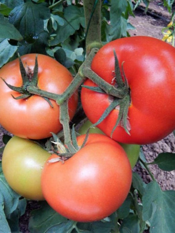 Macsin F1 (500 seminte) rosii cu crestere nedeterminata, Hazera Genetics
