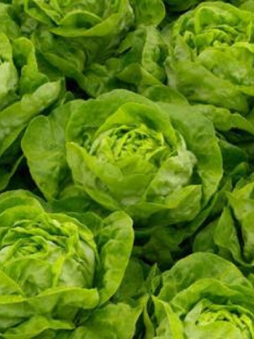 Mahonia (1000 seminte) salata drajate cu frunze mari textura neteda si o culoare verde crud ce se remarca prin faptul ca formeaza capatani de dimensiuni mari, Rijk Zwaan