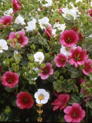 Malope (1 gram) seminte de flori mari colorate, mixtura, Agrosem