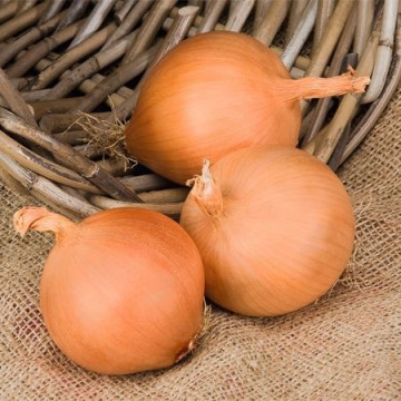 Manas F1 - 250.000 sem - Seminte de ceapa galbena cu bulb rotund si auriu de calitate foarte buna ce este recomandat pentru pastrarea pe termen lung de la Bejo