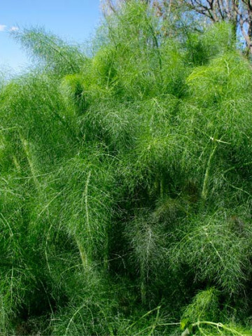 Marar (ghiveci 10,5 cm), rasad planta aromatica Anethum graveolens