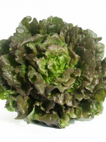 Maravilla de Verano (2 gr) seminte de salata frunze roscat-verzui, usor ondulate, crocante si foarte gustoase, Agrosem