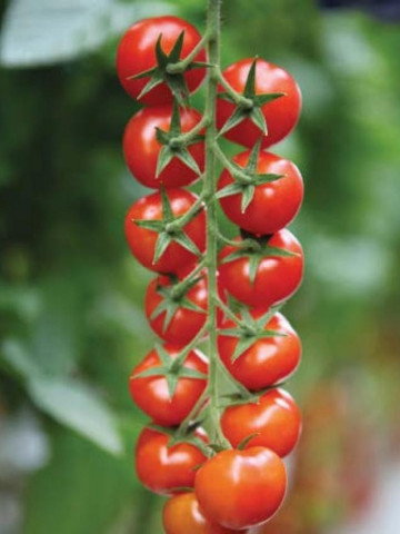 Marghol F1 (100 seminte) de rosii nedeterminate de tip cherry 14-18 fructe pe ciorchine ce prezinta o perioada lunga de pastrare si nu crapa, Yuksel