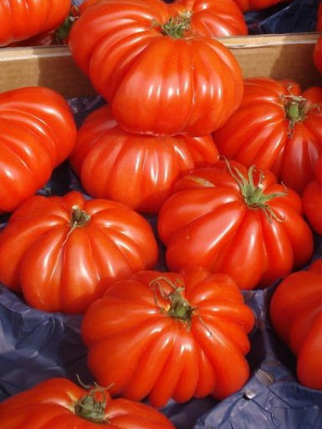 Marmande (150 seminte) tomate crete nedeterminate, productie ridicata tip Beef, Prima Sementi