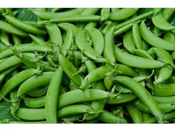 Mazare Television - 100 gr - Seminte de Mazare Soi Television Italia Productivitate Mare de la Florian
