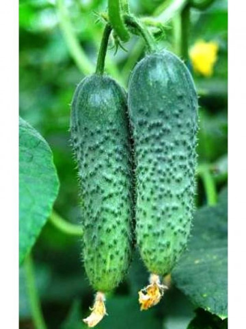Merengue F1 (1000 seminte) castraveti tip cornichon, Seminis