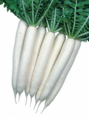 Minowase Summer - 25 grame - Seminte de ridichi albe cu o crestere rapida si buna rezistenta la boli atingand maturitatea in 50 de zile de la Takii Seeds
