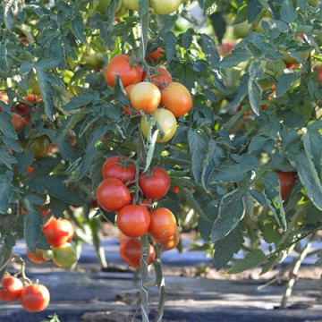 Moldoveanu F1 (100 seminte) de rosii cu ciclu prelungit, Agrosel