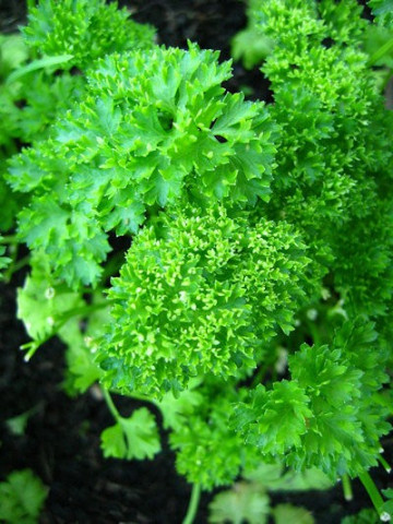 Moss Curled 2 - Petra - 50 grame - Seminte de patrunjel de frunza cu un gust si miros specific de la Bejo