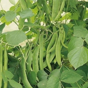 Musica (250 gr) seminte de fasole lata de cultura verde deschis urcatoare, Hazera
