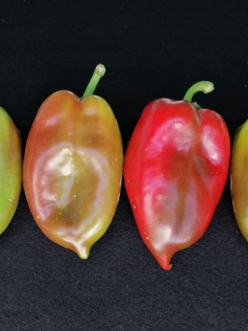 Nesina F1 (1000) seminte ardei capia hibrid nou sarbesc, Superior Seeds