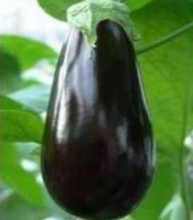 Onyx F1 (250 seminte) de vinete cu fructe usor alungite de culoare negru inchis si lucios, Fito Semillas