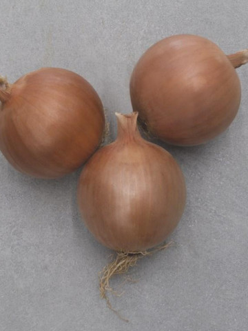 Orlenda F1 (250.000 seminte) ceapa maronie, foarte productiva, maturitate tarzie, sistem radicular bun, potrivit pentru zonele uscate, Bejo