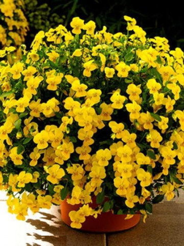 Panselute curgatoare galbene (180 seminte) de panselute pendula Viola Wittrockiana de la Opal