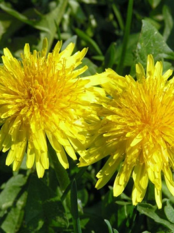 Papadie - 1 gr - Seminte de Papadie in Latina taraxacum officinalis de la Laktofol