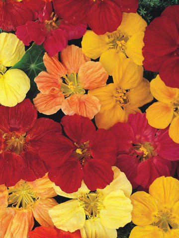 Papucul Doamnei "Glorious Gleam" (3 g) seminte plante cu flori colorate Condurul Doamnei, utile in indepartarea insectelor daunatoare ale legumelor, Horti Tops