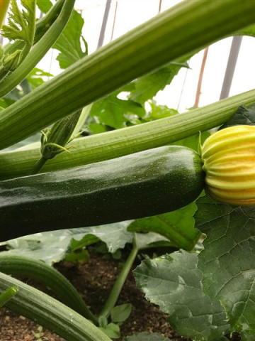 Party F1 ISI 76143 (100 seminte) dovlecei cu fruct de culoare verde stralucitor inchis la partea exterioara si lungime medie de 18-20 cm ce se remarca prin productivitatea sa ridicata, ISI Sementi