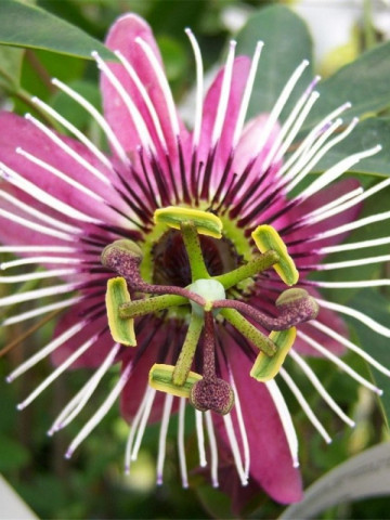 Passiflora Victoria (ghiveci 2 l), floarea pasiunii parfumata, colorata in nuante de roz-violet