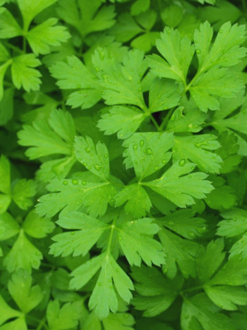 Patrunjel (ghiveci 10,5 cm), rasad planta aromatica Petroselinum