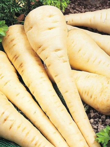 Patrunjel radacina Berliner (5 grame), seminte de patrunjel radacina, semilungi, pulpa dulce, Agrosem