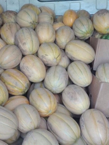 Pepene Galben Pobeditel F1 (100 gr) seminte de pepene galben feliati cu aroma excelenta Pobeditel, IZK Bulgaria