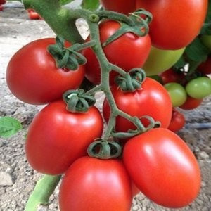 Peradur F1 – 1000 sem – Seminte Tomate Extratimpurii Nedeterminate pentru sere si solarii de la Yuksel Turcia