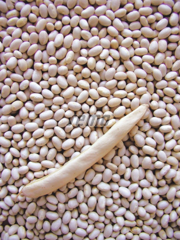 PETRONILA seminte fasole (1 kg) fasole alba pitica pentru bob, foarte productiva cu boabe medium-mari, Semo Cehia