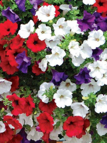 Petunie curgatoare mix (250 seminte) flori, Agrosel