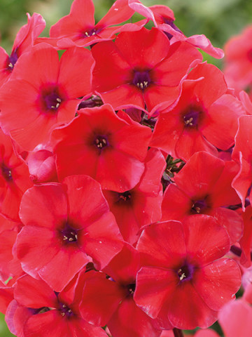 Phlox paniculata Tequila Sunrise (ghiveci 1 l), plante perene cu flori mari culoare somon-orange stralucitor