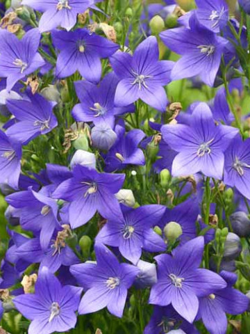 Platycodon Blue (1 bulb), plante perene cu flori mari stelate, albastre, bulbi de flori