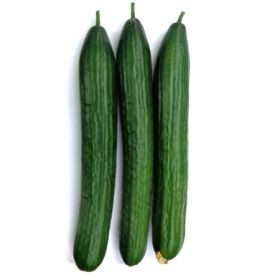 Proloog F1 - 1000 sem - Seminte de castraveti lungi de sera ce se remarca prin productivitate ridicata cu dimensiuni ce variaza intre 35-38 cm de culoare verde inchis si un invelis neted de la Rijk Zwaan