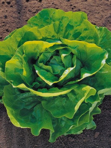 Pronto (5 grame) salata cu frunze de un colorit atractiv verde stralucitor bine indesata recomandata pentru culturile de primavara tarzie vara si toamna, Enza Zaden