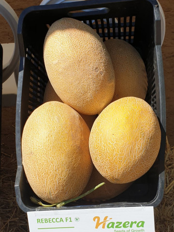 Rebeca F1 (100 seminte) de pepene galben timpuriu cu miez portocaliu tip ananas, Hazera