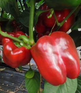 Remus F1 (500 seminte) de ardei gras cu fructe aspectuase dulci de culoare verde la inceput iar la maturitate rosu inchis ce prezinta rezultate bune si in ciclul prelungit de cultura, Esasem