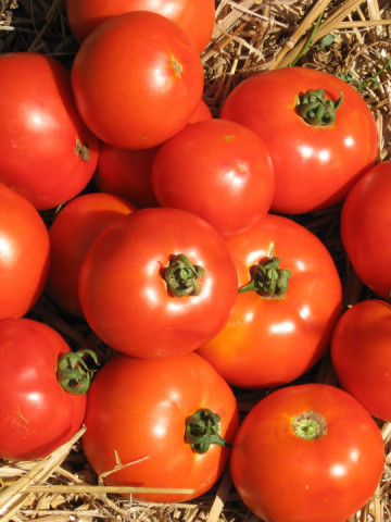 Roker (1500 seminte) tomate pentru camp soi sarbesc, Superior Seeds
