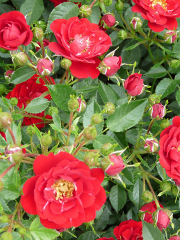 Rosa Mini Red Fairy (ghiveci 1,5 l), trandafir pitic cu flori rosii stralucitoare