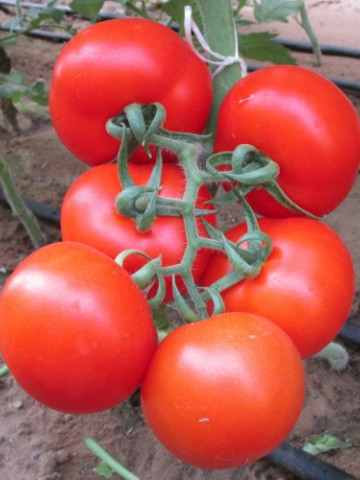 Rosii Ace 55 (1 kg), seminte de tomate mari, rezistente la transport si manipulare, Agrosem