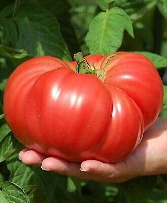 Rosii Gigant Rosu Bulgaresc (0.2 gr) Seminte Tomate Gigant Rosu Soi Nedeterminat Semitimpuriu